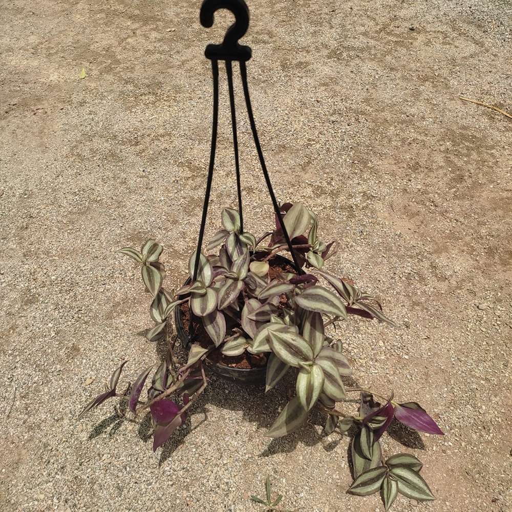 Zebrina / Wandering Jew in 6" hanging pot