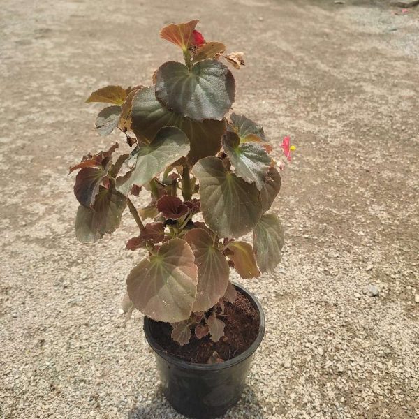 Wax begonia in 5 " plastic pot (Avail Colours)