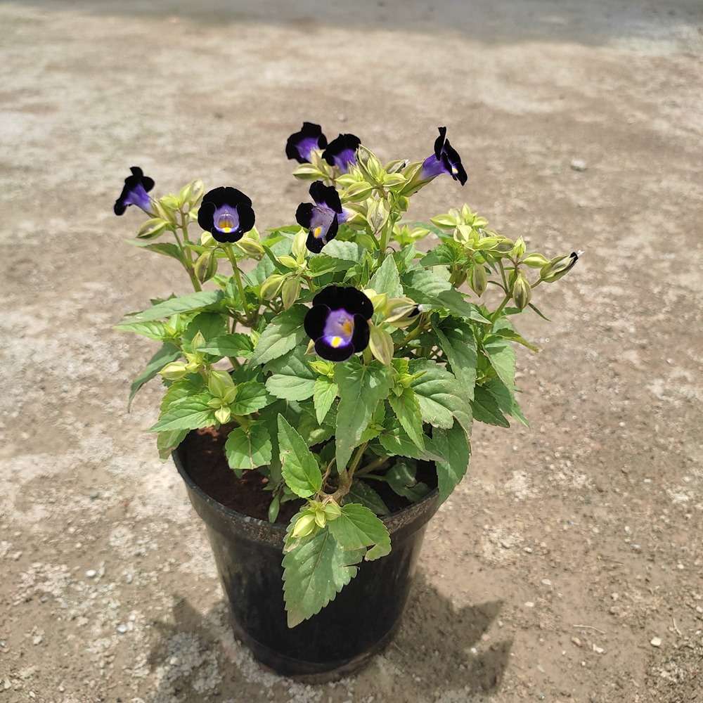 Wishbone flower / Torenia plant in 5" plastic pot (Avail Colours)
