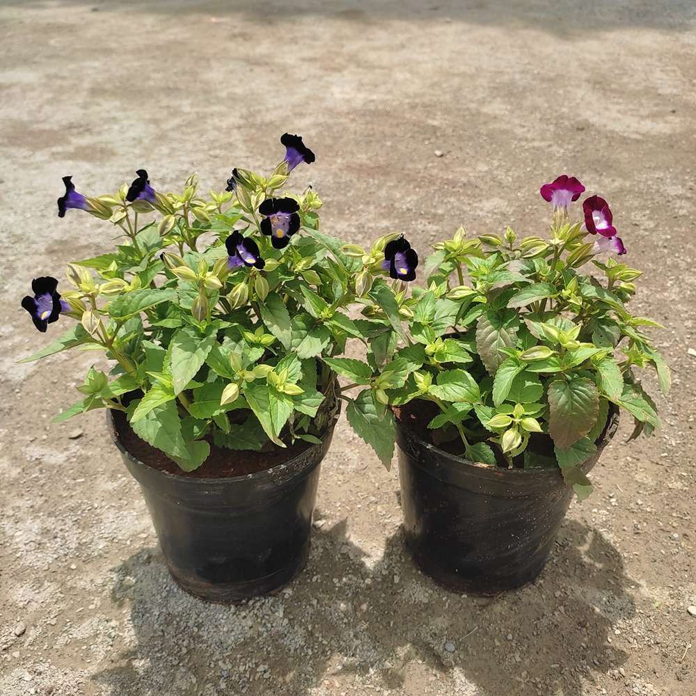 Wishbone flower / Torenia plant in 5" plastic pot (Avail Colours) - Image 2