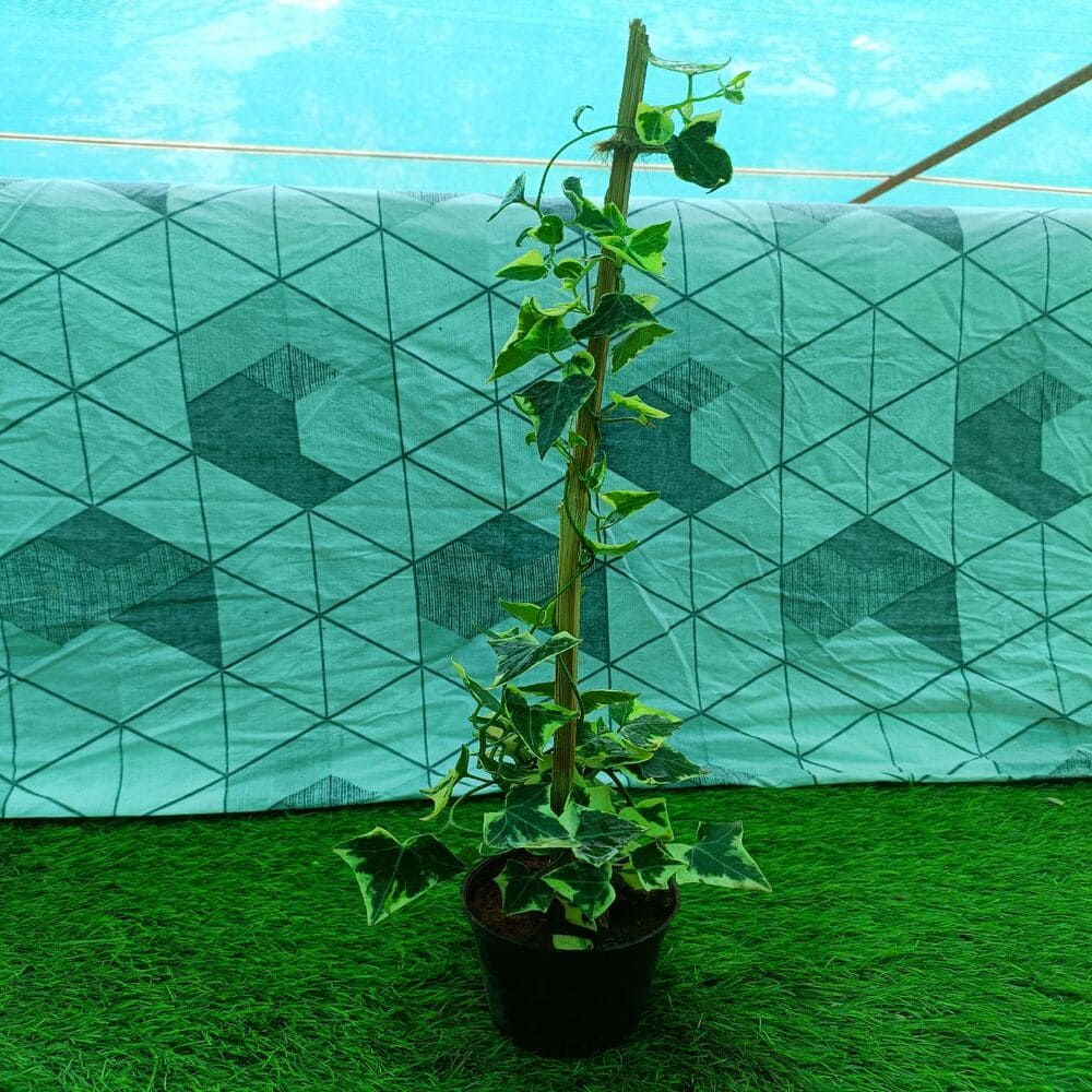 A lush English Ivy (Hedera helix) plant with trailing green vines and vibrant leaves. Saniya Nursery