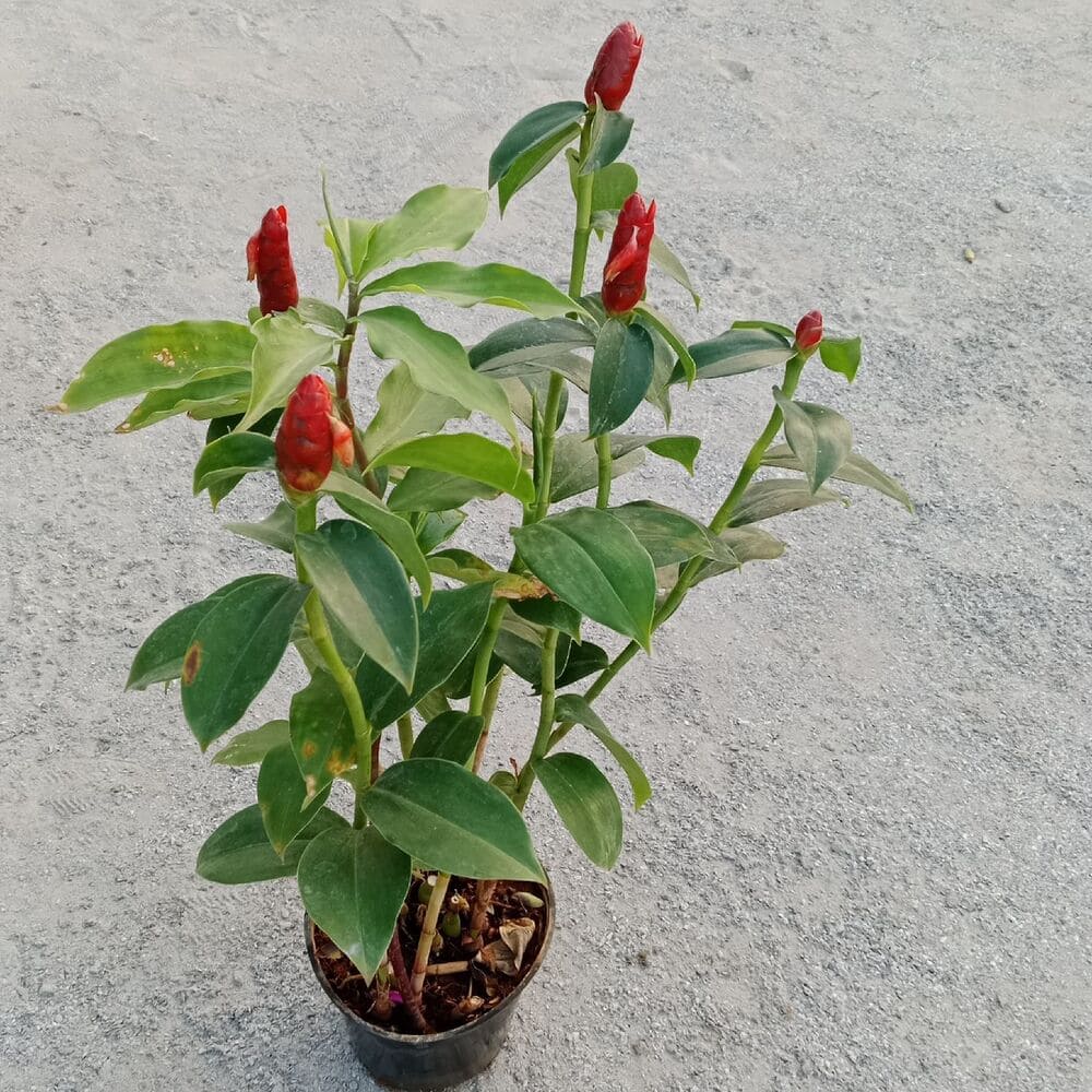 A striking Indian Head Ginger (Costus Spicatus) plant with lush green foliage and vibrant red, cone-shaped flowers. Saniya Nursery