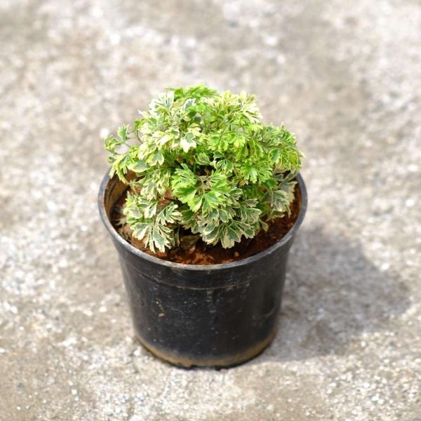 Aralia plant in 4 " plastic pot