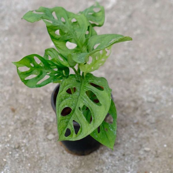 Monstera Swiss cheese plant in 5" plastic pot