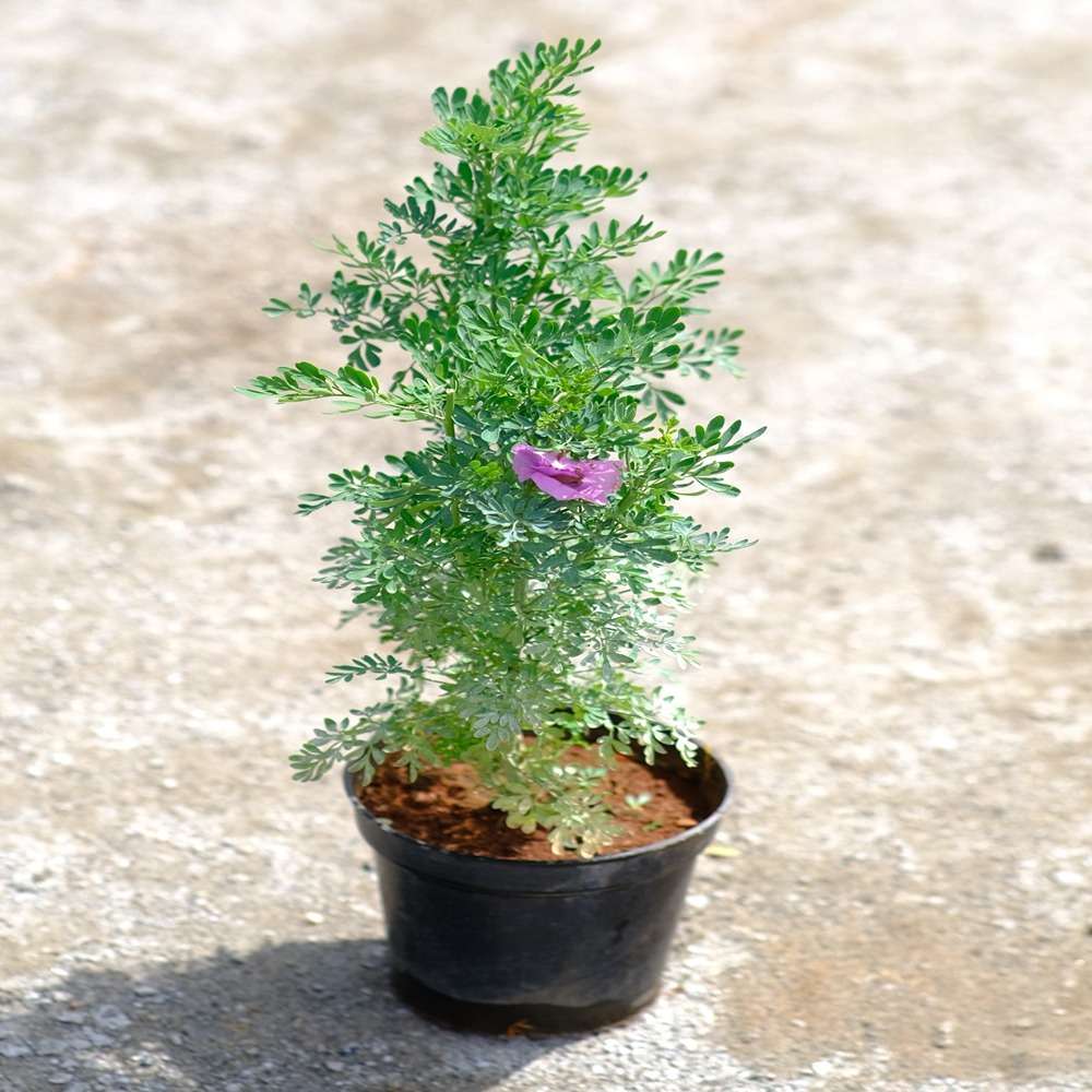Nagadali / Common rue plant in 5 " plastic pot