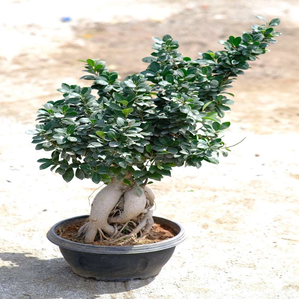 Ficus retusa bonsai tree in 10" plastic pot