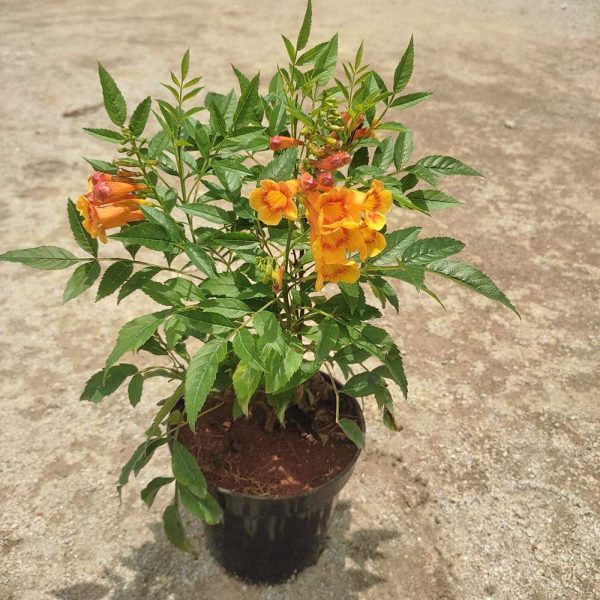 Trumpetbushes / Bower Plant / Tecoma in 5 " plastic pot (Avail Colours)