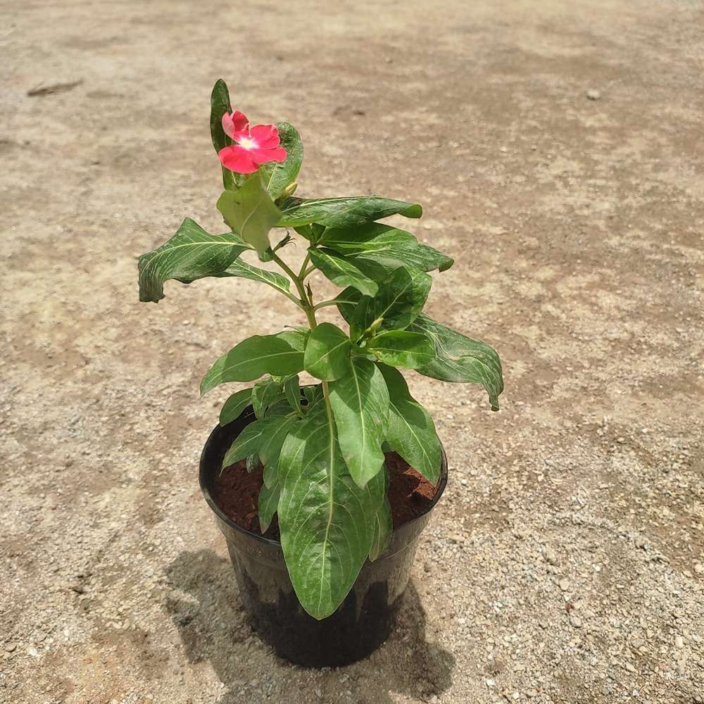 Sadabahar / Periwinkle in 4" plastic pot (Avail Colours)