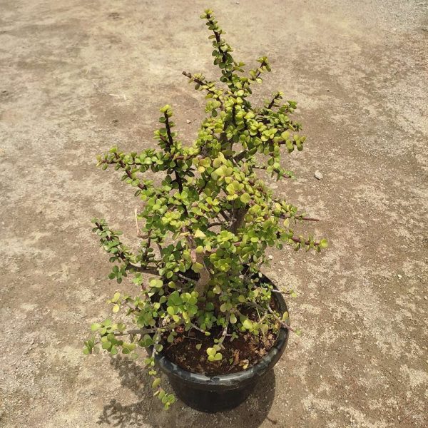 Jade Multistem plant in 10" plastic pot