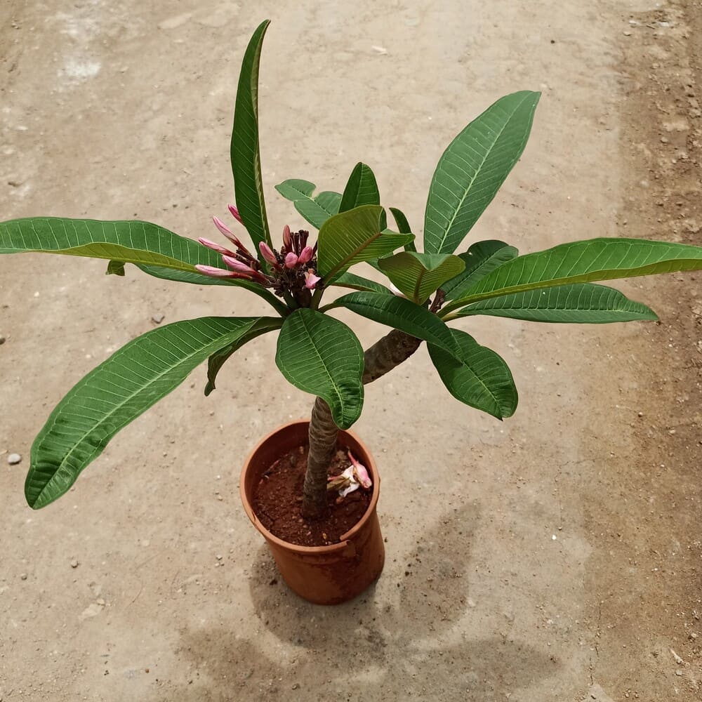 Plumeria / Champa / Temple Tree in 6" plastic pot (Avail Colours)