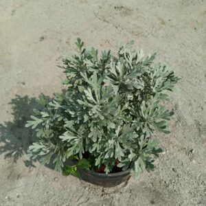 Crossostephium / Lavender In 5 Inch Plastic Pot
