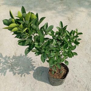 Lemon In 7 Inch Grow Bag