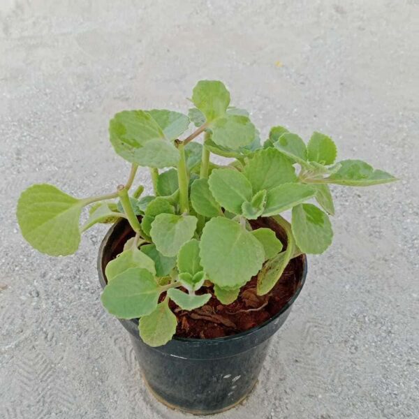 Ajwain In 5 Inch Plastic Pot