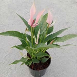 Close-up of an Arum Lily plant, showcasing its elegant white spathes and bright yellow spadix surrounded by glossy, green leaves. Saniya nursery