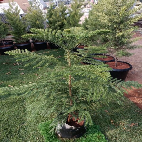 A lush green Christmas Tree with dense, needle-like foliage, perfect for festive decorations and home gardens. Saniya Nursery