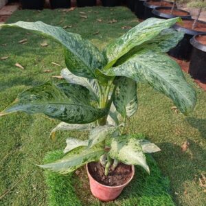 Dieffenbachia In 10 Inch Plastic Pot