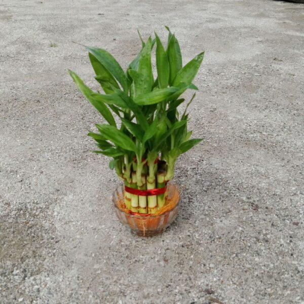 Lucky Bamboo Water 2 Layer In 3 Inch Glass Pot