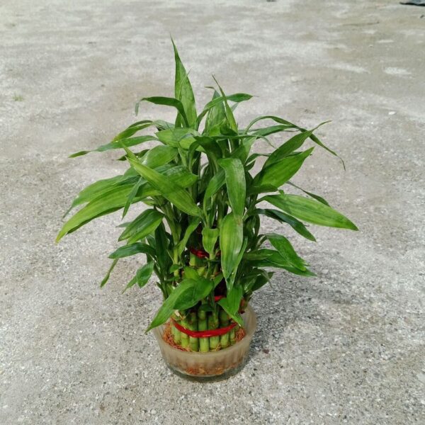 Lucky Bamboo Water 3 Layer In 4 Inch Glass Pot