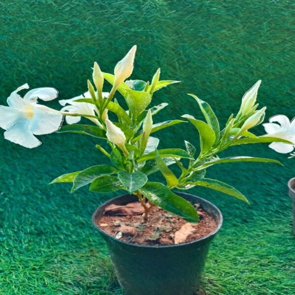 Mandevilla Splendens Creeper In 6 Plastic Pot (Avail Colours)