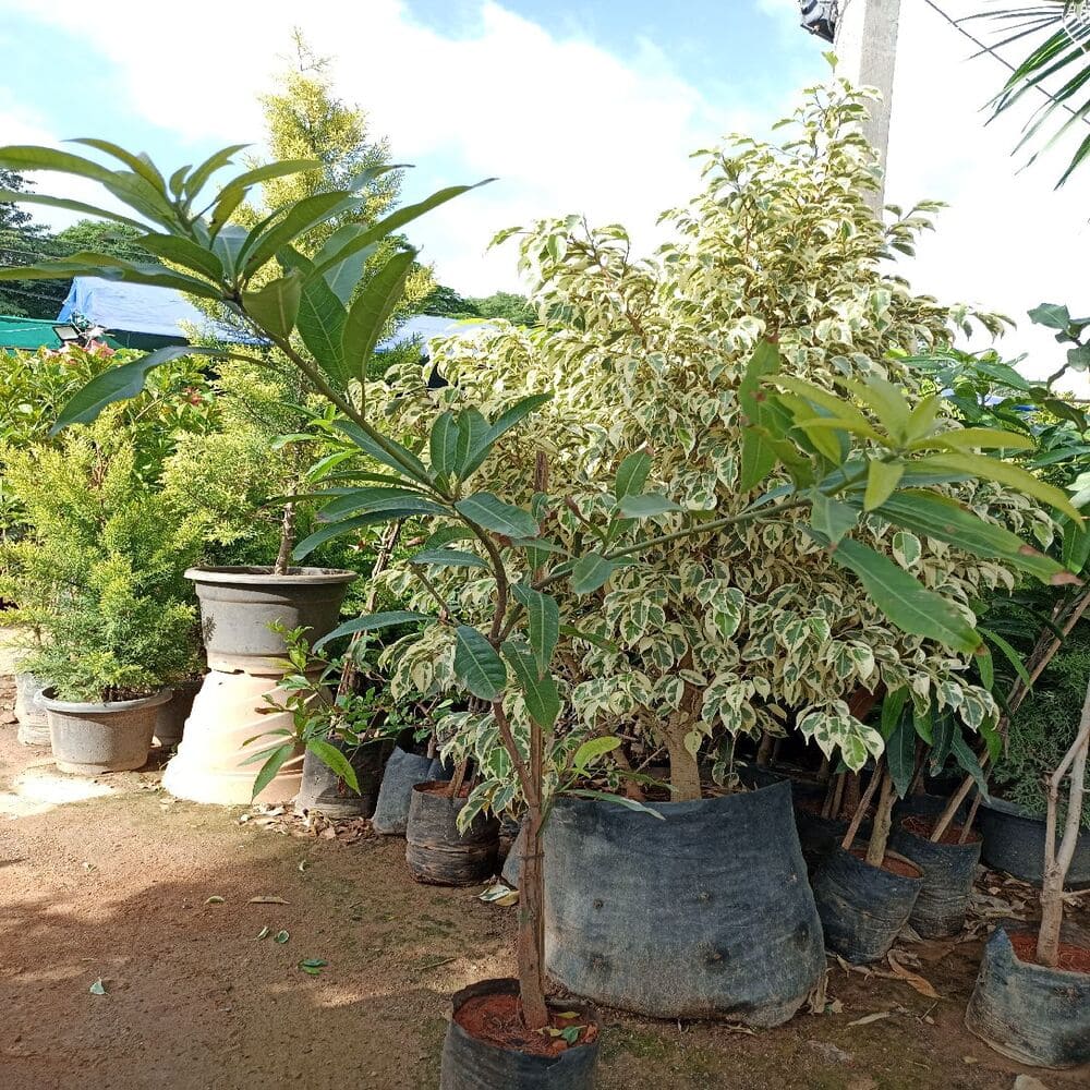 Mango In 8 Inch Grow Bag