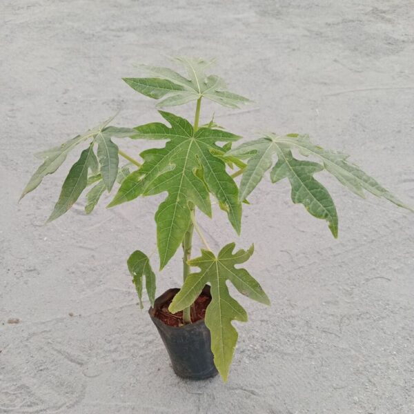 Papaya Plant In 4 Inch Grow Bags