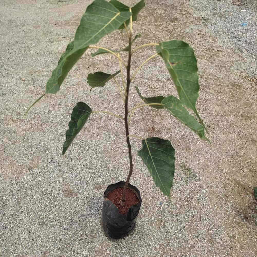 Peepal Tree Sacred Fig In 4 Inch Grow Bag – Saniya Nursery