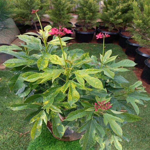 Peregrina Fancy Flower In 10 Inch Plastic Pot (Avail Colours)