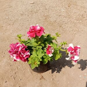 Close-up of a Petunia Multiple Petal plant, showcasing its vibrant multi-colored petals in shades of purple, pink, and white arranged in a full, lush bloom. Saniya nursery