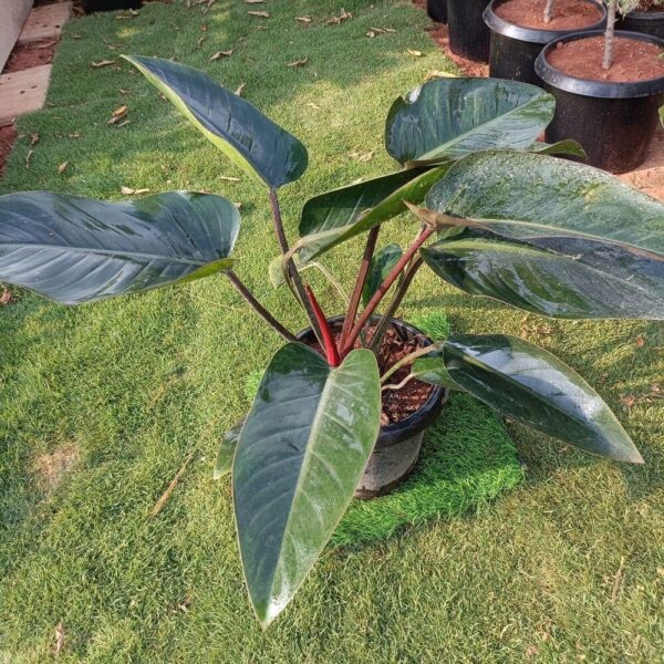 Close-up of a Philodendron Erubescens plant, featuring glossy, heart-shaped dark green leaves with reddish stems. Saniya nursery