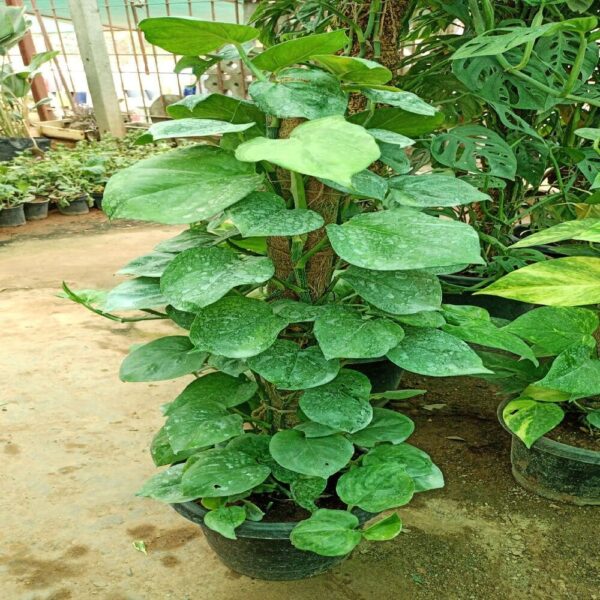 Pothos / Green Money Plant Creeper In 12 Inch Plastic Pot