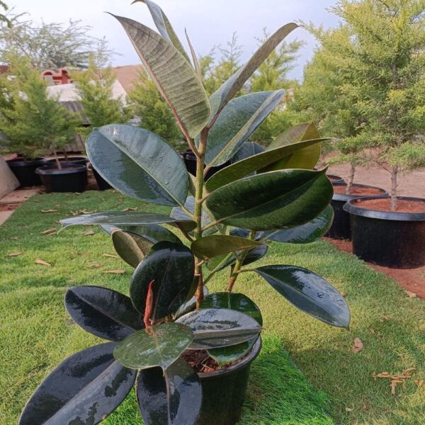 Rubber Fig Plant In 8 Inch Plastic Pot