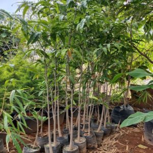 Sapote Sapodilla Chicoo In 8 Grow Bag height -3ft