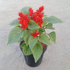 Scarlet sage in 5 Inch Pot (Avail Colours)