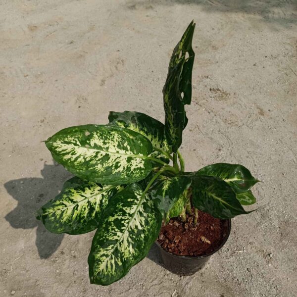 Dieffenbachia / Dumb Canes In 8 Inch Plastic Pot