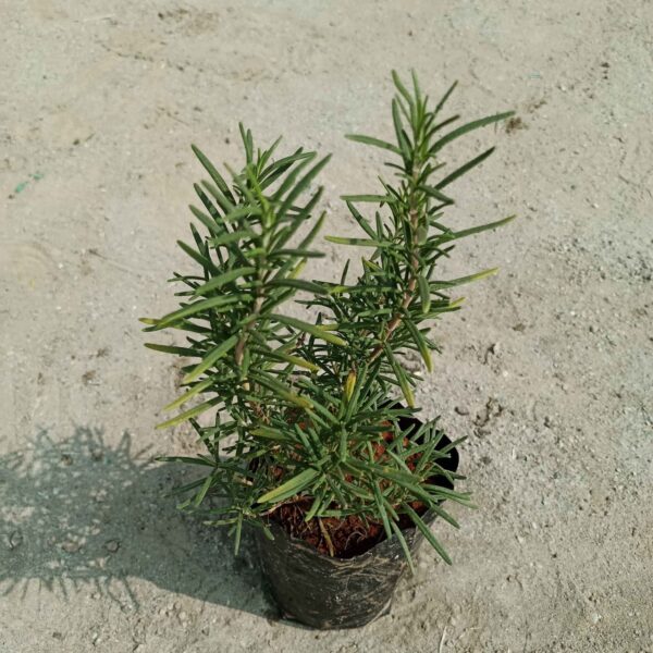 A fragrant Rosemary plant with needle-like green leaves, known for its culinary, medicinal, and ornamental uses. Saniya Nursery