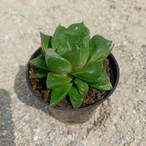 Close-up of a Haworthia Cymbiformis Variegated plant with its thick, fleshy, variegated green and white leaves arranged in a rosette pattern. Saniya nursery