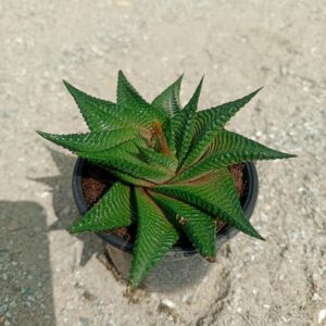 Close-up of Haworthia Limifolia, showing its rosette of thick, dark green leaves with white, translucent markings. Saniya nursery