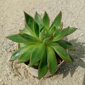 Close-up of the Phulwa Vishnu Kamal succulent plant, displaying its round, fleshy leaves with a mix of green and purple hues arranged in a rosette pattern. Saniya nursery