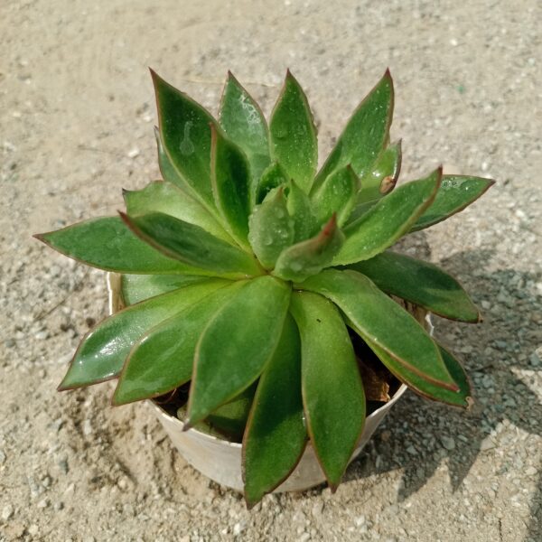 Close-up of the Phulwa Vishnu Kamal succulent plant, displaying its round, fleshy leaves with a mix of green and purple hues arranged in a rosette pattern. Saniya nursery