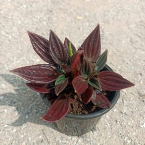 Peperomia Caperata "Rosso" in a 3-inch pot, showcasing its glossy, heart-shaped red and green leaves with textured veins. Saniya nursery