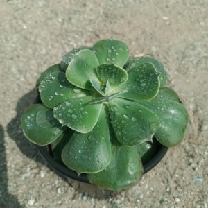 Close-up of an Aeonium Castello succulent with dark green to purple rosettes of thick, glossy leaves arranged in a spiral pattern . Saniya nursery