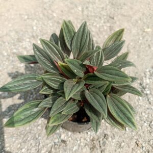 Close-up of Peperomia Caperata, showing its heart-shaped, rippled leaves with deep green color and subtle red veins. Saniya nursery