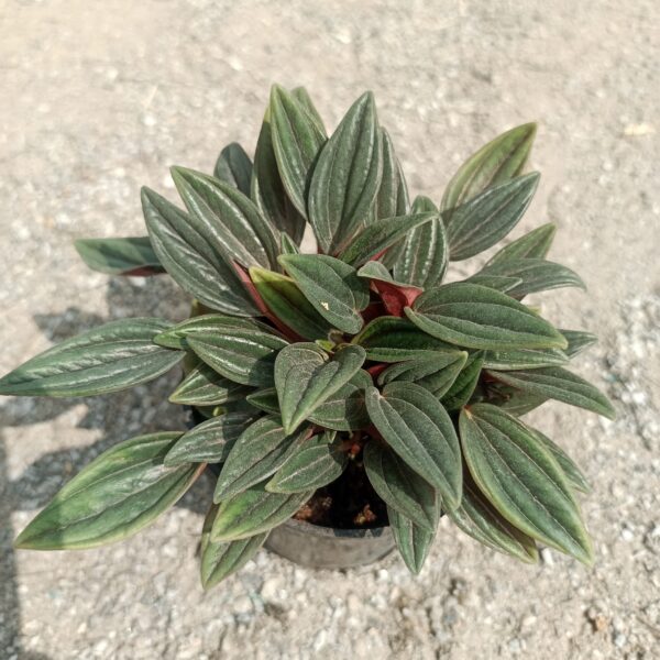 Close-up of Peperomia Caperata, showing its heart-shaped, rippled leaves with deep green color and subtle red veins. Saniya nursery