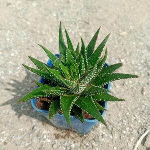 Close-up of Fasciated Haworthia succulent with tightly arranged, fleshy, green leaves forming a rosette pattern, showcasing its unique, fan-like growth. Saniya nursery
