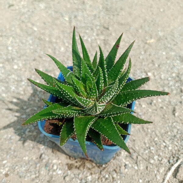 Close-up of Fasciated Haworthia succulent with tightly arranged, fleshy, green leaves forming a rosette pattern, showcasing its unique, fan-like growth. Saniya nursery