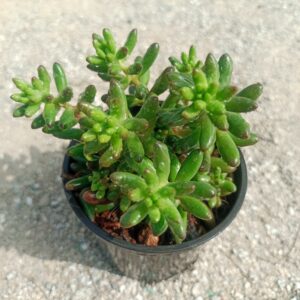 Close-up of Jelly Bean Plant succulent with plump, green leaves tipped with red or orange, showcasing its vibrant, playful appearance and compact growth. Saniya nursery
