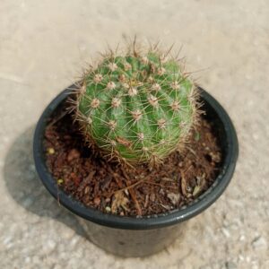 Close-up of Oxygen Echinopsis Tubiflora cactus with tall, green columnar stems and spines, showcasing its unique structure and the large white flowers blooming at night. Saniya nursery