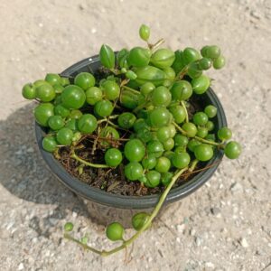 Close-up of a String of Pearls succulent with trailing vines covered in small, round, bead-like leaves, cascading from a hanging pot. Saniya nursery