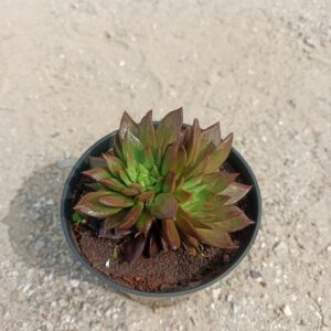 Close-up of an Echeveria Brown Green succulent with rosettes of thick, fleshy green and brown leaves, sitting in a decorative pot. Saniya nursery