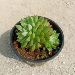 Close-up of an Echeveria Point Brown succulent plant with rosettes of greenish-brown leaves, tinged with red at the tips, sitting in a decorative pot . saniya nursery